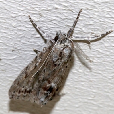 Chlenias nodosus (A geometer moth) at Ainslie, ACT - 5 Jun 2019 by jb2602