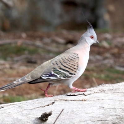 Ocyphaps lophotes (Crested Pigeon) at Ainslie, ACT - 12 Jun 2019 by jb2602