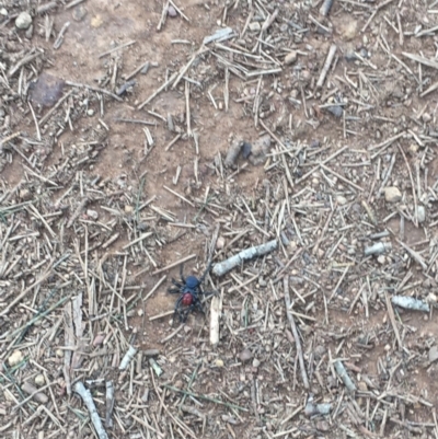 Missulena occatoria (Red-headed Mouse Spider) at Mount Majura - 12 Jun 2019 by gem