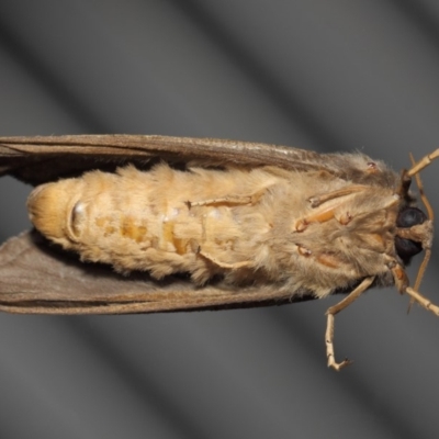 Oxycanus silvanus (Pale Oxycanus) at Evatt, ACT - 11 Jun 2019 by TimL