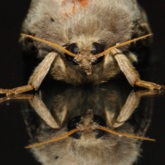 Oxycanus silvanus at Evatt, ACT - 11 Jun 2019 03:12 PM