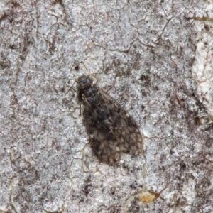 Psocodea 'Psocoptera' sp. (order) at Acton, ACT - 11 Jun 2019 01:13 PM