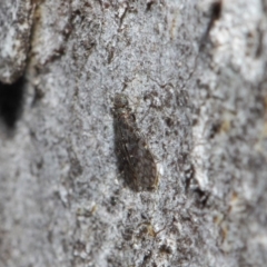 Psocodea 'Psocoptera' sp. (order) at Acton, ACT - 11 Jun 2019 01:13 PM