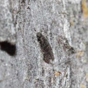 Psocodea 'Psocoptera' sp. (order) at Acton, ACT - 11 Jun 2019 01:13 PM