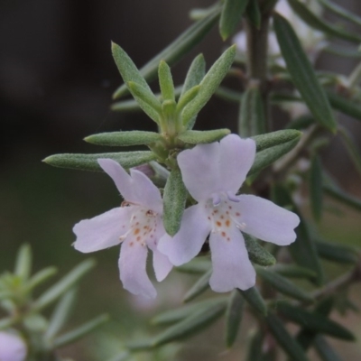 Westringia fruticosa (Native Rosemary) at Conder, ACT - 3 Apr 2019 by michaelb