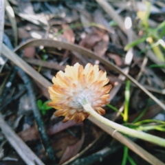 Coronidium scorpioides at Palerang, NSW - 13 Jun 2019