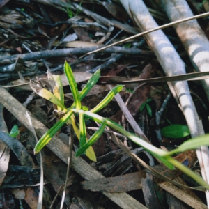 Coronidium scorpioides at Palerang, NSW - 13 Jun 2019 01:24 PM