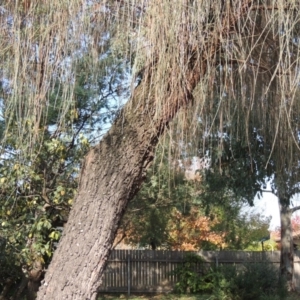 Allocasuarina verticillata at Conder, ACT - 30 Apr 2019 11:49 AM