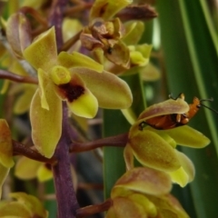 Cymbidium suave (Snake Orchid) at Woollamia, NSW - 3 Nov 2012 by christinemrigg