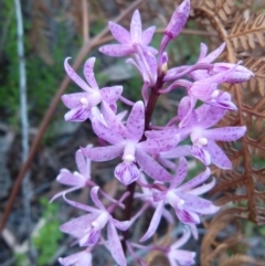 Dipodium roseum (Rosy Hyacinth Orchid) at Sanctuary Point, NSW - 20 Dec 2014 by christinemrigg