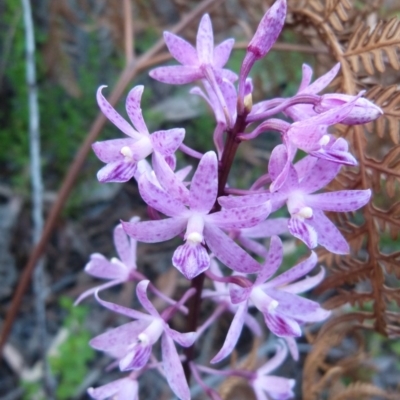 Dipodium roseum (Rosy Hyacinth Orchid) at Sanctuary Point, NSW - 20 Dec 2014 by christinemrigg