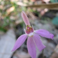 Caladenia carnea (Pink Fingers) at Sanctuary Point, NSW - 21 Oct 2010 by christinemrigg