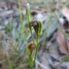 Pterostylis ventricosa at Sanctuary Point, NSW - 19 Apr 2017 by christinemrigg