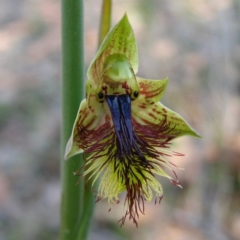 Calochilus campestris (Copper Beard Orchid) at Hyams Beach, NSW - 23 Sep 2010 by christinemrigg