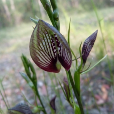 Cryptostylis erecta (Bonnet Orchid) at Sanctuary Point, NSW - 16 Dec 2013 by christinemrigg