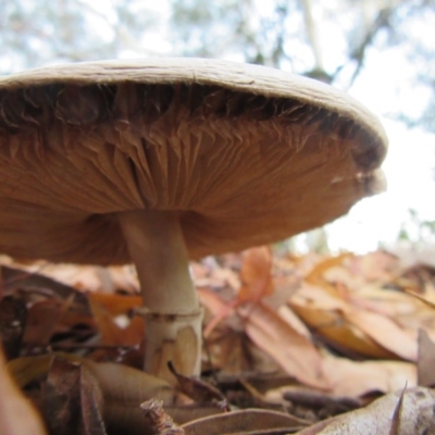 zz agaric (stem; gills white/cream) at Campbell, ACT - 30 May 2019 by Campbell2612