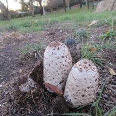 Coprinus comatus (Shaggy Ink Cap) at Campbell, ACT - 30 May 2019 by Campbell2612