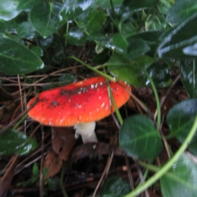 Amanita muscaria (Fly Agaric) at Campbell, ACT - 9 Jun 2019 by Campbell2612