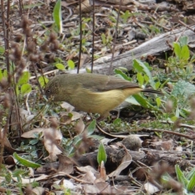 Acanthiza reguloides (Buff-rumped Thornbill) at Deakin, ACT - 12 Jun 2019 by JackyF