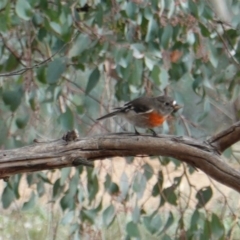 Petroica boodang (Scarlet Robin) at Deakin, ACT - 12 Jun 2019 by JackyF