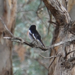 Petroica boodang at Deakin, ACT - 12 Jun 2019 12:15 PM