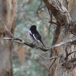 Petroica boodang at Deakin, ACT - 12 Jun 2019