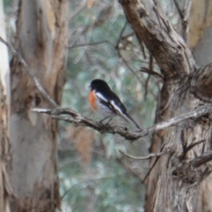 Petroica boodang at Deakin, ACT - 12 Jun 2019