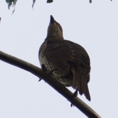 Ptilonorhynchus violaceus at Hughes, ACT - 12 Jun 2019