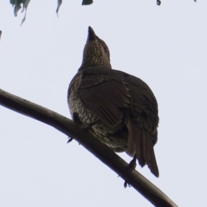 Ptilonorhynchus violaceus at Hughes, ACT - 12 Jun 2019 09:52 AM