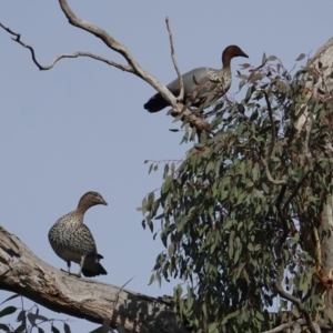 Chenonetta jubata at Hughes, ACT - 12 Jun 2019