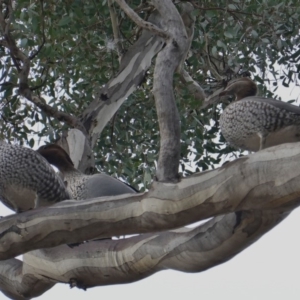 Chenonetta jubata at Hughes, ACT - 12 Jun 2019