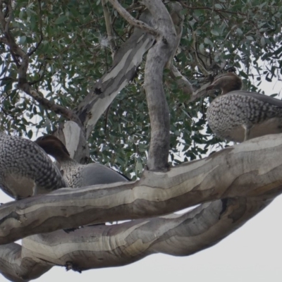 Chenonetta jubata (Australian Wood Duck) at Hughes, ACT - 11 Jun 2019 by JackyF