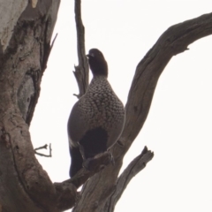 Chenonetta jubata at Hughes, ACT - 12 Jun 2019 08:57 AM