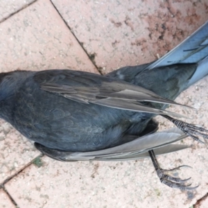 Turdus merula at Hughes, ACT - 6 Jun 2019