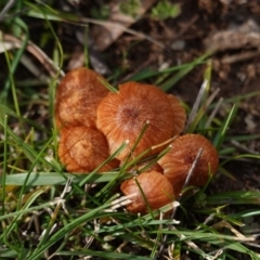 Laccaria sp. (Laccaria) at Federal Golf Course - 10 Jun 2019 by JackyF