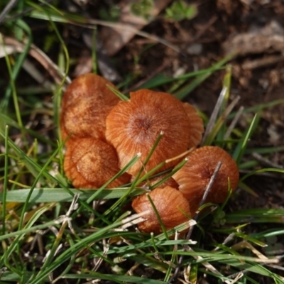 Laccaria sp. (Laccaria) at Hughes, ACT - 10 Jun 2019 by JackyF