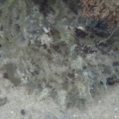 Unidentified Sea Slug, Sea Hare or Bubble Shell at Merimbula, NSW - 30 Dec 2018 by SapphireCoastMarineDiscoveryCentre