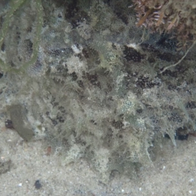 Unidentified Sea Slug, Sea Hare or Bubble Shell at Merimbula, NSW - 30 Dec 2018 by SapphireCoastMarineDiscoveryCentre