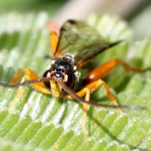 Echthromorpha intricatoria at Ainslie, ACT - 14 Jun 2019 12:05 PM