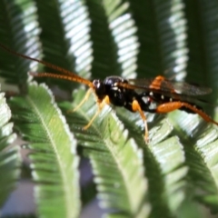 Echthromorpha intricatoria at Ainslie, ACT - 14 Jun 2019