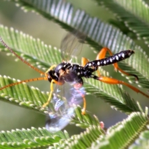 Echthromorpha intricatoria at Ainslie, ACT - 14 Jun 2019