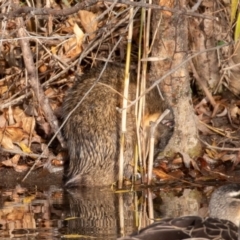 Hydromys chrysogaster (Rakali or Water Rat) at Jerrabomberra Wetlands - 14 Jun 2019 by rawshorty