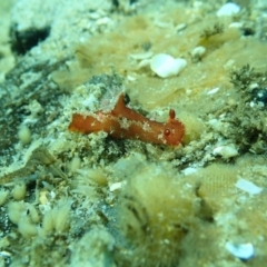 Unidentified Sea Slug, Sea Hare or Bubble Shell at Merimbula, NSW - 13 Jan 2019 by SapphireCoastMarineDiscoveryCentre