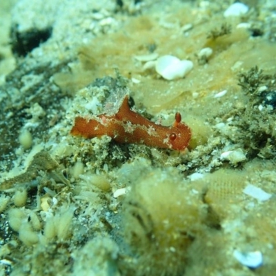 Plocamopherus imperialis at Merimbula, NSW - 13 Jan 2019 by SapphireCoastMarineDiscoveryCentre