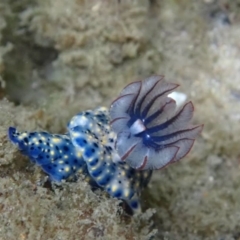 Hypselodoris obscura (Hypselodoris obscura) at Eden, NSW - 16 Jan 2019 by SapphireCoastMarineDiscoveryCentre