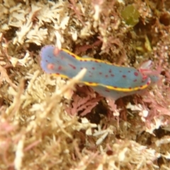 Hypselodoris bennetti (Hypselodoris bennetti) at Eden, NSW - 17 Jan 2019 by SapphireCoastMarineDiscoveryCentre