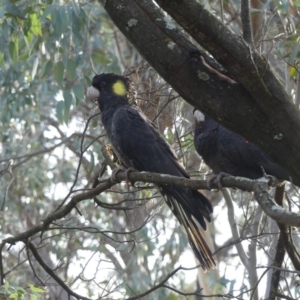 Zanda funerea at Watson, ACT - 14 Jun 2019 10:34 AM