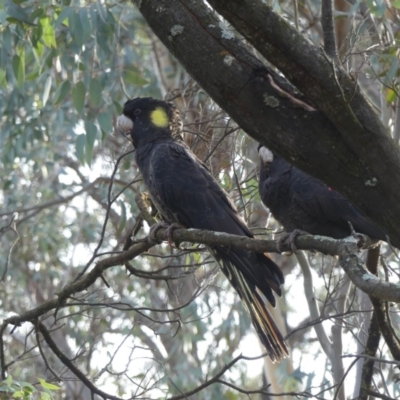 Zanda funerea (Yellow-tailed Black-Cockatoo) at Mount Majura - 14 Jun 2019 by WalterEgo
