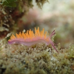 Unidentified Sea Slug, Sea Hare or Bubble Shell at Merimbula, NSW - 1 Jan 2019 by SapphireCoastMarineDiscoveryCentre