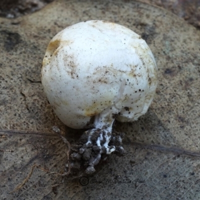 Truffles (Truffle-like fungi) at Bodalla, NSW - 10 Jan 2019 by Teresa